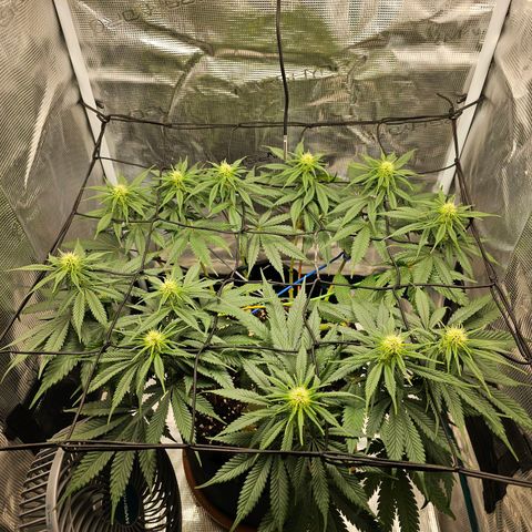 White Widow growlog timeline photo