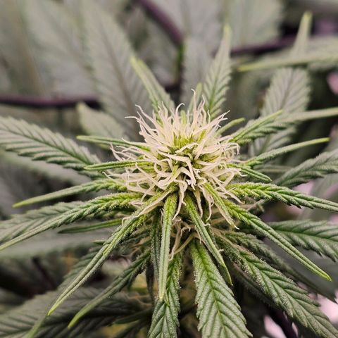 White Widow growlog timeline photo
