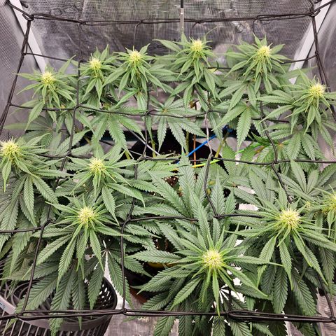 White Widow growlog timeline photo