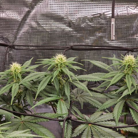 White Widow growlog timeline photo