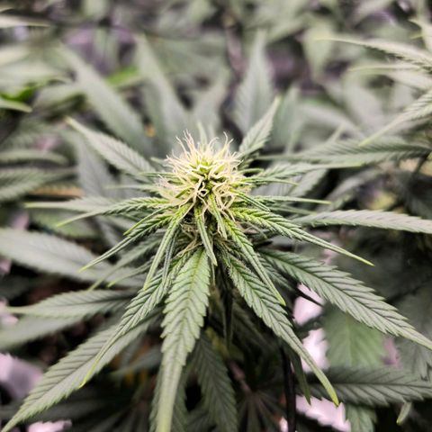 White Widow growlog timeline photo