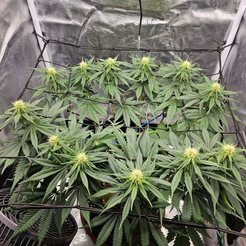 White Widow growlog timeline photo