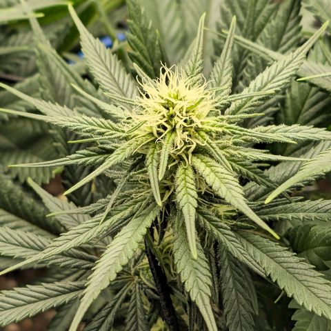 White Widow growlog timeline photo