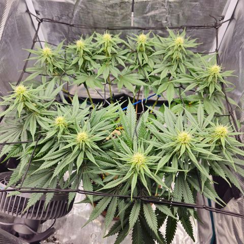 White Widow growlog timeline photo