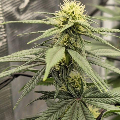 White Widow growlog timeline photo
