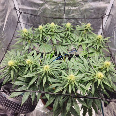 White Widow growlog timeline photo