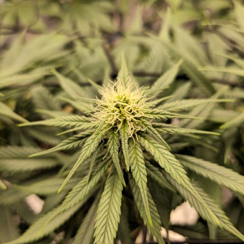 White Widow growlog timeline photo