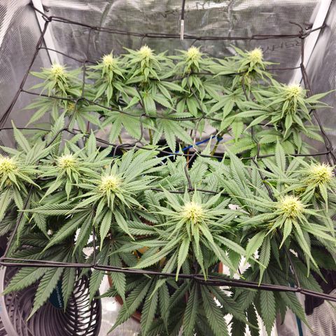White Widow growlog timeline photo