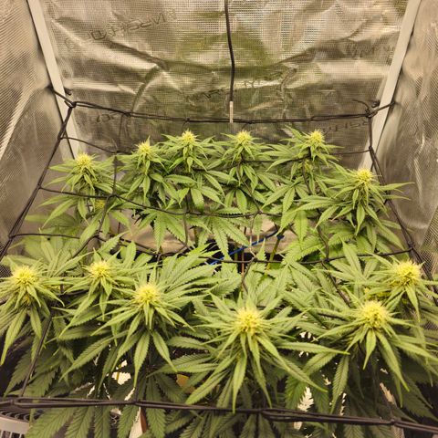 White Widow growlog timeline photo