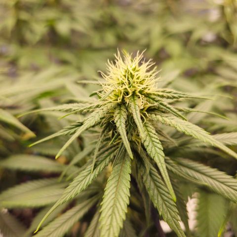 White Widow growlog timeline photo