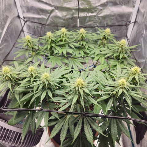White Widow growlog timeline photo