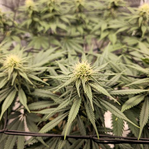 White Widow growlog timeline photo