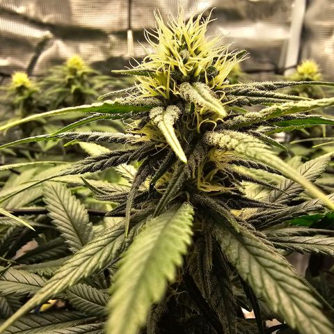 White Widow growlog timeline photo