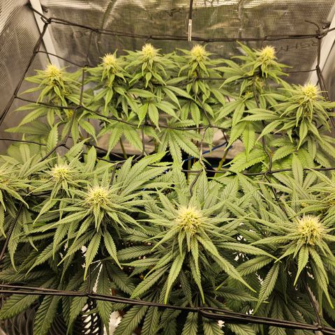 White Widow growlog timeline photo