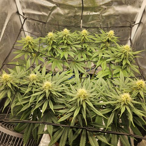 White Widow growlog timeline photo
