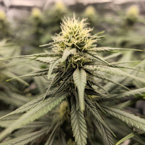 White Widow growlog timeline photo