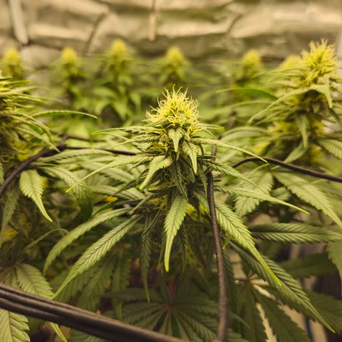 White Widow growlog timeline photo
