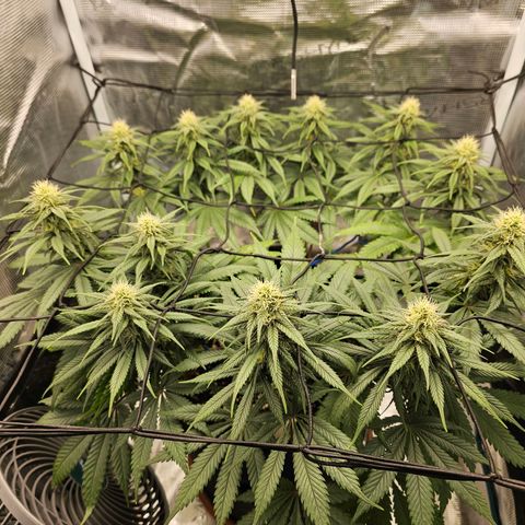 White Widow growlog timeline photo