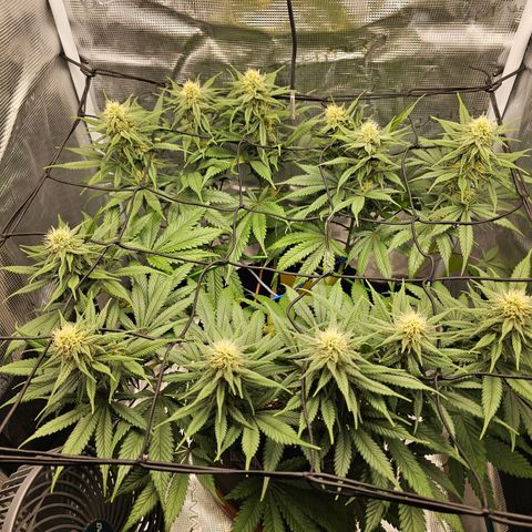 White Widow growlog timeline photo