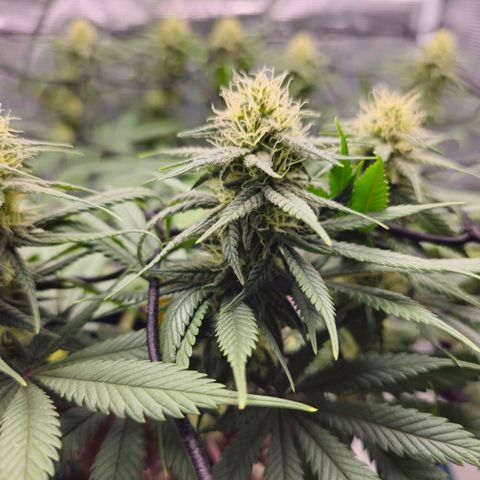 White Widow growlog timeline photo