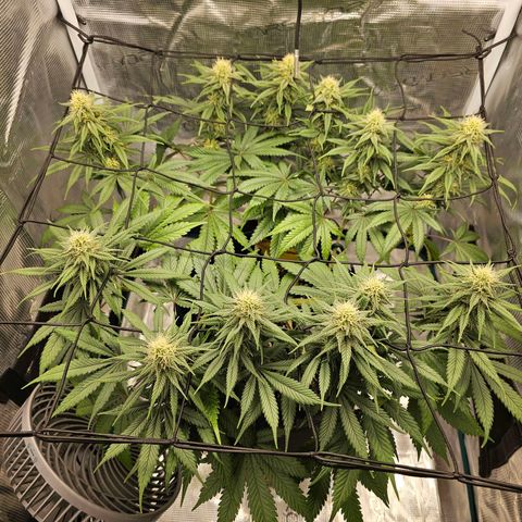 White Widow growlog timeline photo