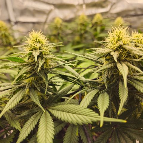 White Widow growlog timeline photo