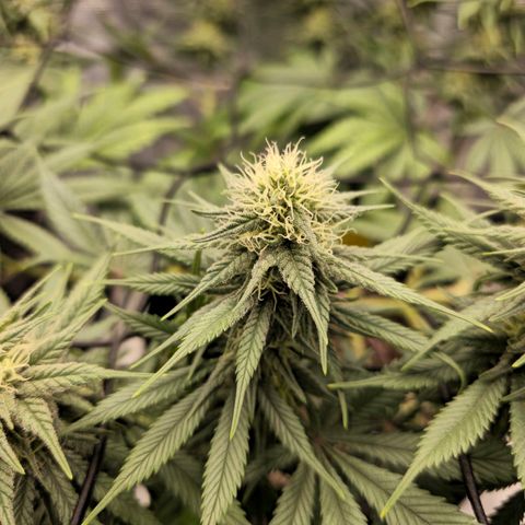 White Widow growlog timeline photo