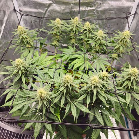 White Widow growlog timeline photo