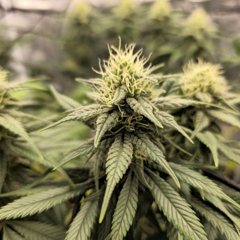 White Widow growlog timeline photo