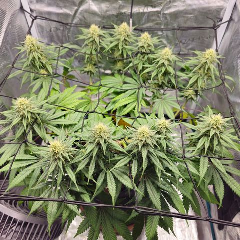 White Widow growlog timeline photo