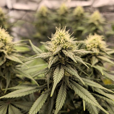 White Widow growlog timeline photo