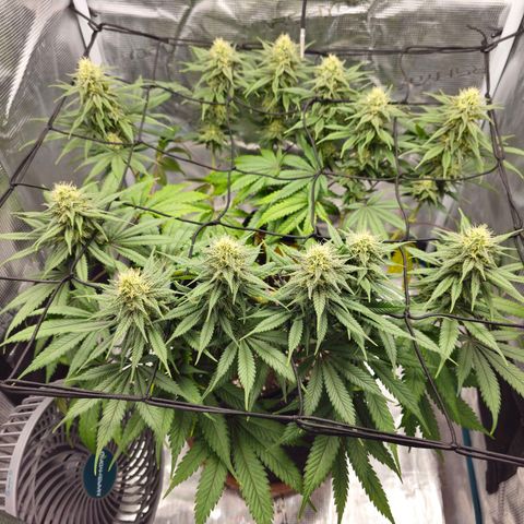 White Widow growlog timeline photo