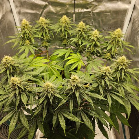 White Widow growlog timeline photo