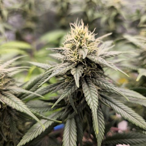 White Widow growlog timeline photo