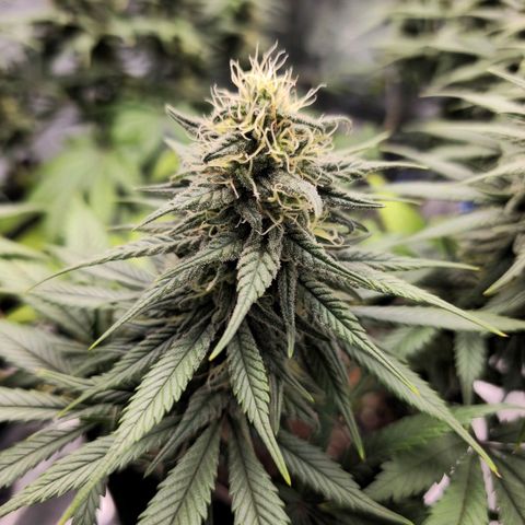 White Widow growlog timeline photo