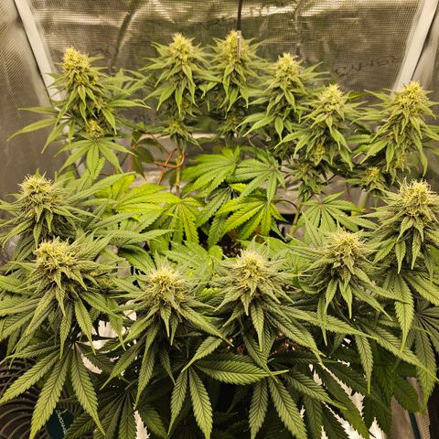 White Widow growlog timeline photo