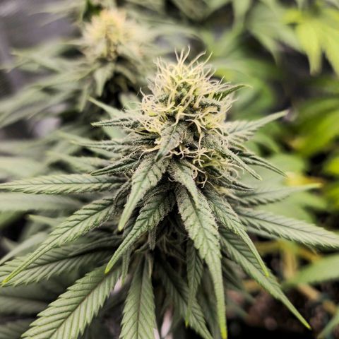 White Widow growlog timeline photo