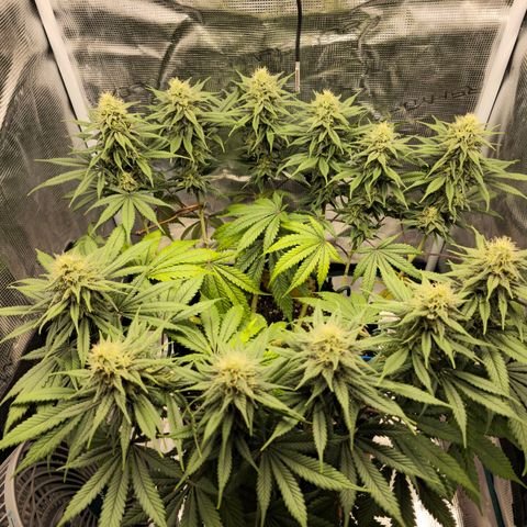 White Widow growlog timeline photo