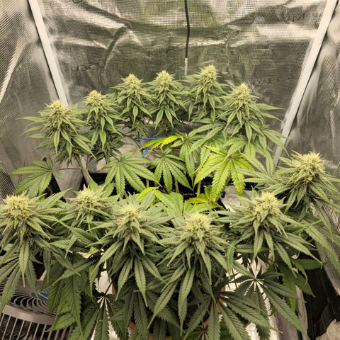 White Widow growlog timeline photo