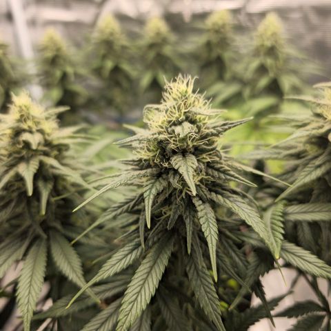 White Widow growlog timeline photo