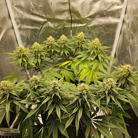 White Widow growlog timeline photo