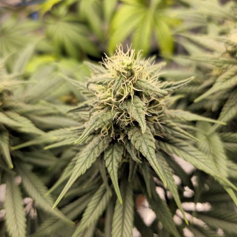 White Widow growlog timeline photo