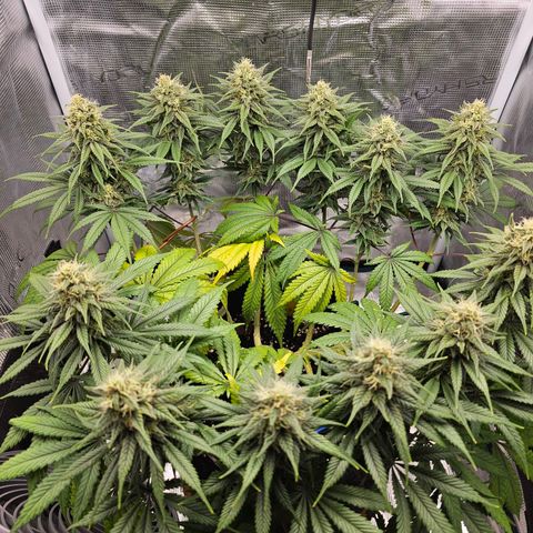 White Widow growlog timeline photo