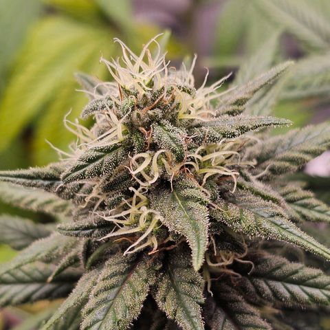 White Widow growlog timeline photo