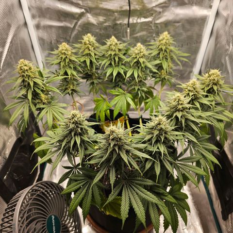White Widow growlog timeline photo