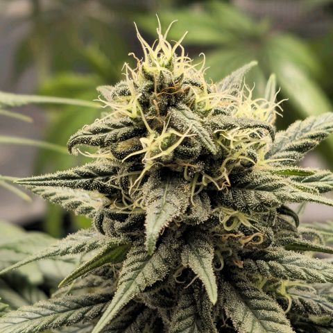 White Widow growlog timeline photo