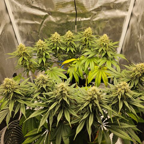 White Widow growlog timeline photo