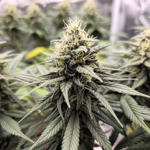 White Widow growlog timeline photo