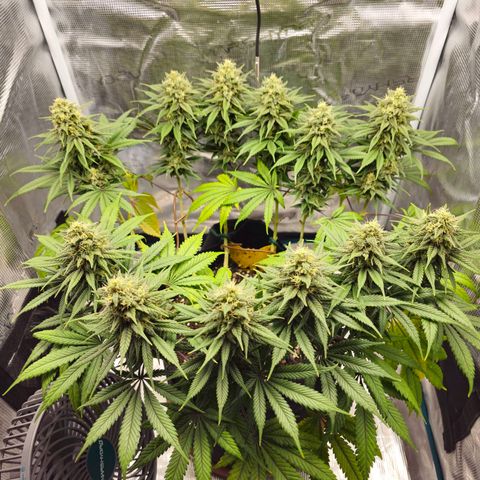 White Widow growlog timeline photo