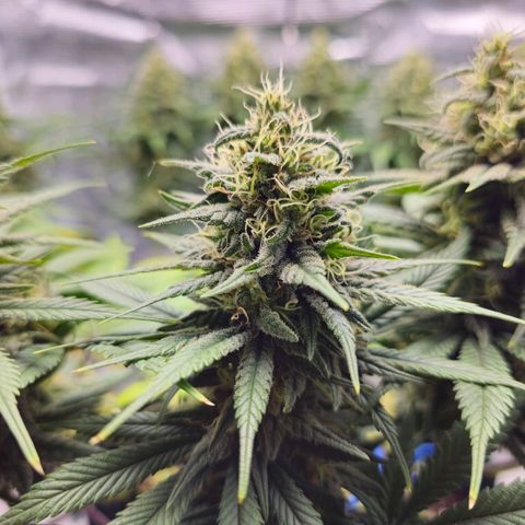 White Widow growlog timeline photo